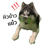 429653172