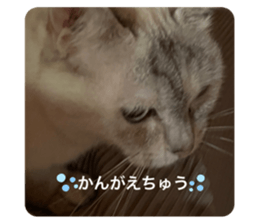 429681724