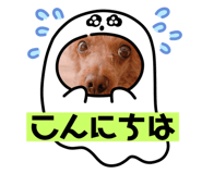 429964433