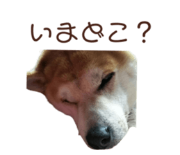 430135900