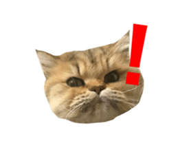 430238088
