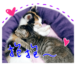 430466227