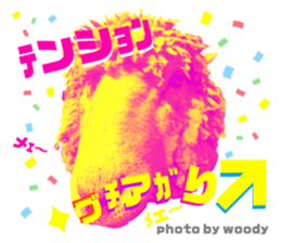 430503888