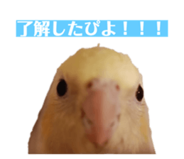 430574099