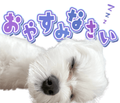 430663007