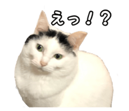 431015984