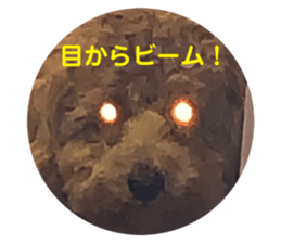 431446716