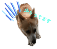 43144905