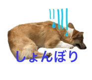 43144906