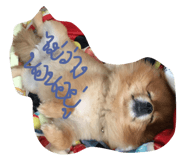 43195246