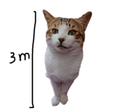 432015567