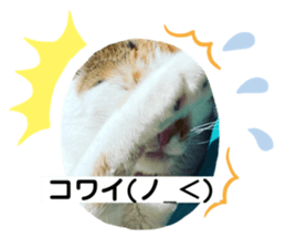 432016020