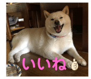 432040937