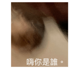432073241