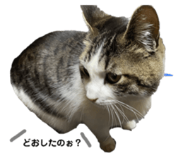 432074821