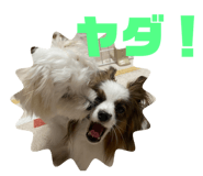 432217219