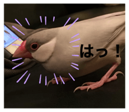432333605