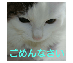 432358731