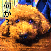 432361707