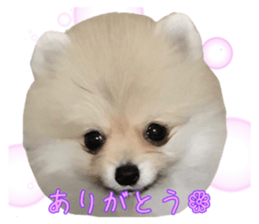43244144