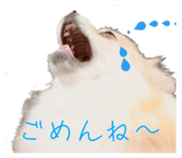 43244176