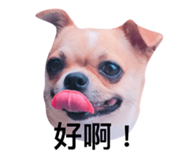 43246627