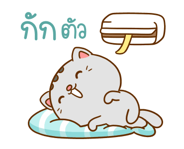 คอตต้อน เป็นแมวน่ารัก รูปที่ 4