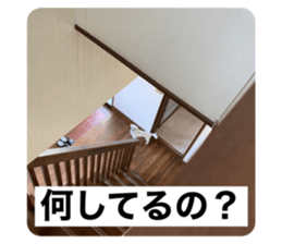 432579036
