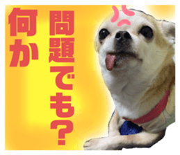 432627076