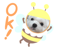 432643889