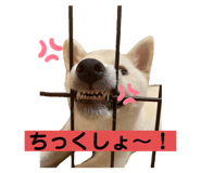 432645681
