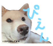 432645685