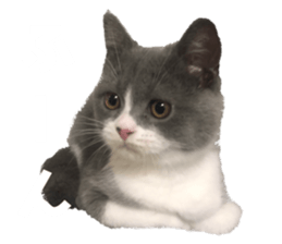 432817836
