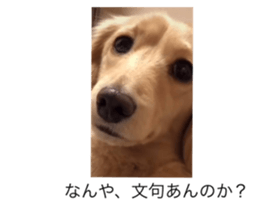 432833662