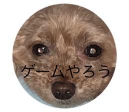 432842939