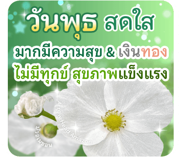 ลายที่ 11