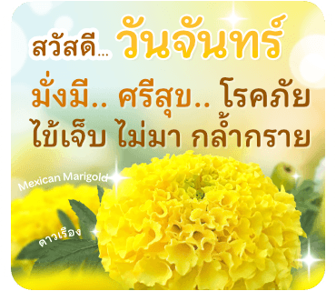 ลายที่ 17