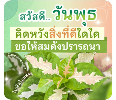 ลายที่ 19