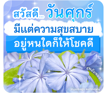 ลายที่ 21