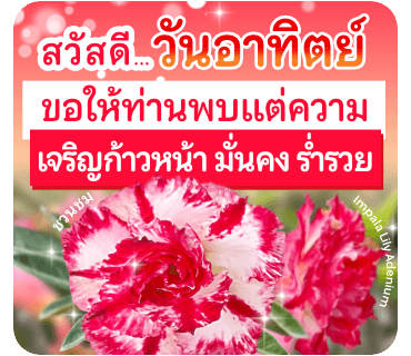 ลายที่ 23