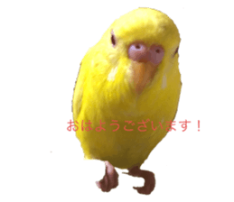 433014050