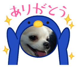 433157085