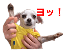 433238725
