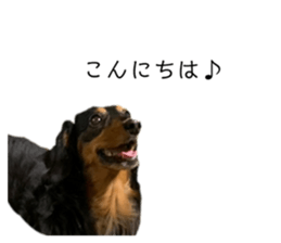 433245049