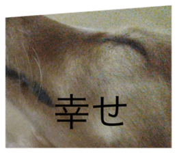 433250636