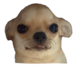 433303492
