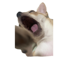 433303500