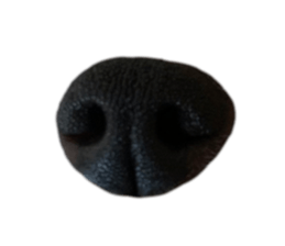 433303520