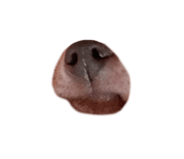 433303522
