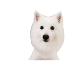 433410820